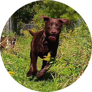 Dog running through grass