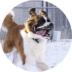 Dog Playing in Daycare