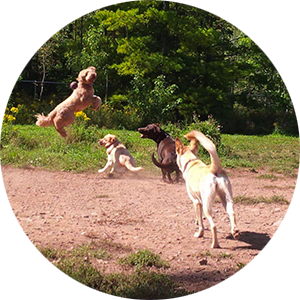 Group of dogs playing