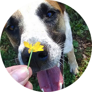 Dog sniffing flower