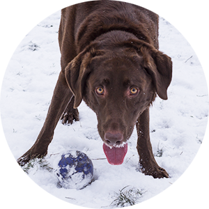 Dog playing in Daycare