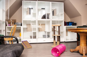 Catkennel1