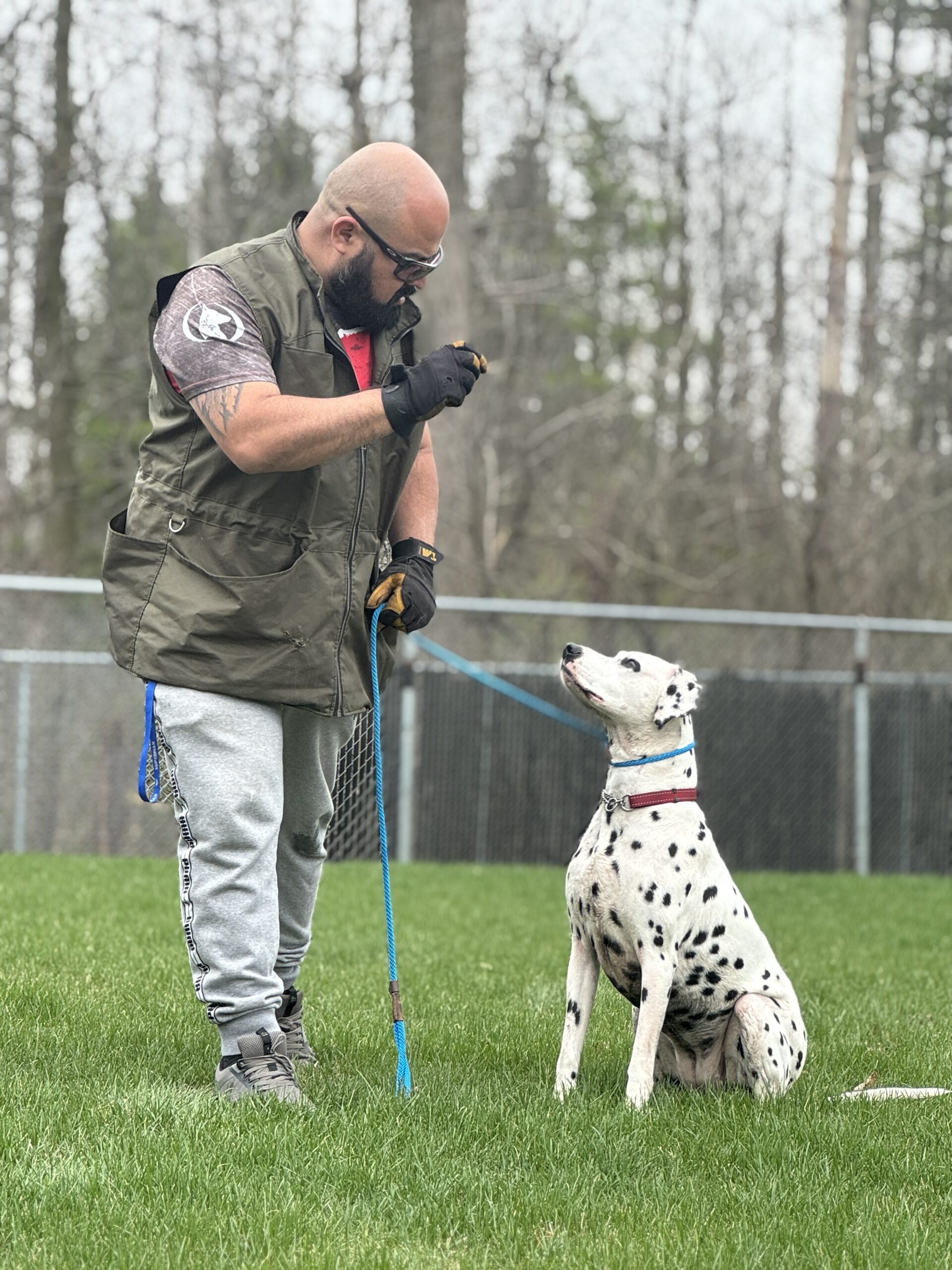 A dalmatian on a slip leash holds a sit. Their head is tilted up to meet the eyes of the trainer standing in front of them who holds the leash and a treat. He looks back at the dog.
