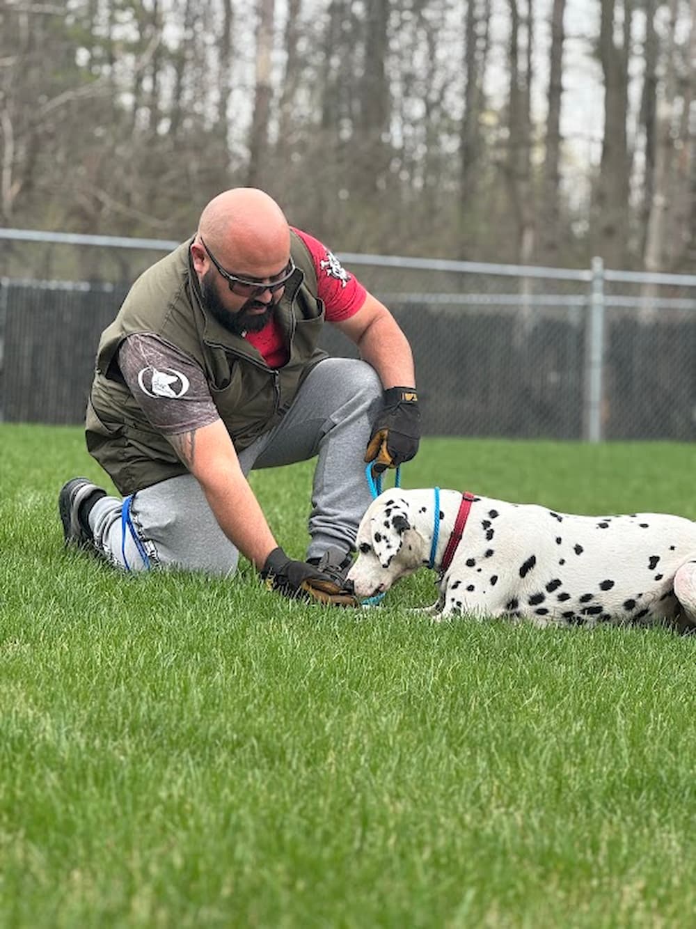 Dalmatian in a grassy field laying down with trainer kneeling in front of them rewarding the down command by offering a treat while dog training. Their arm is outstretched to hold the treat in front of the dog's nose, palm flat.