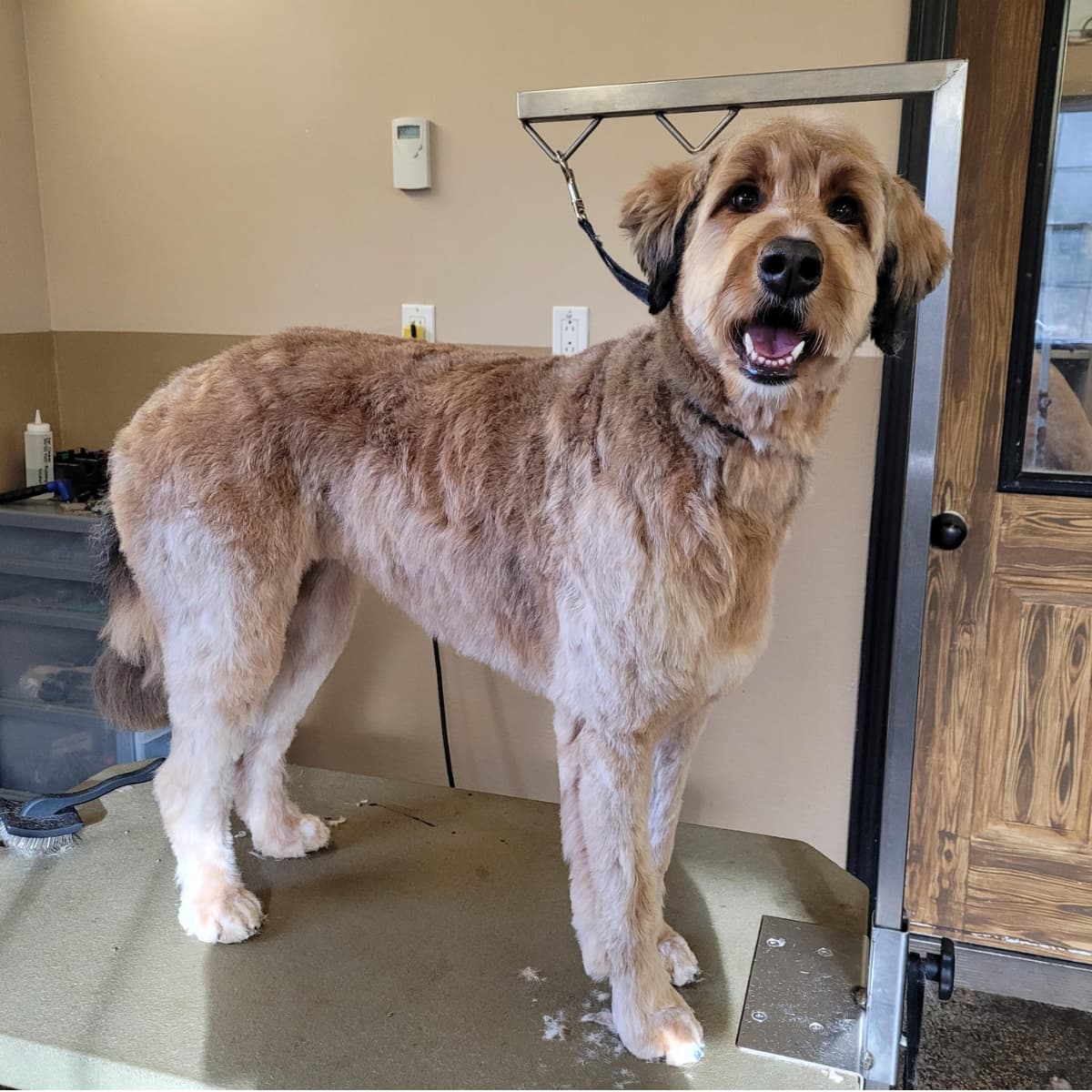 Grooming AFTER