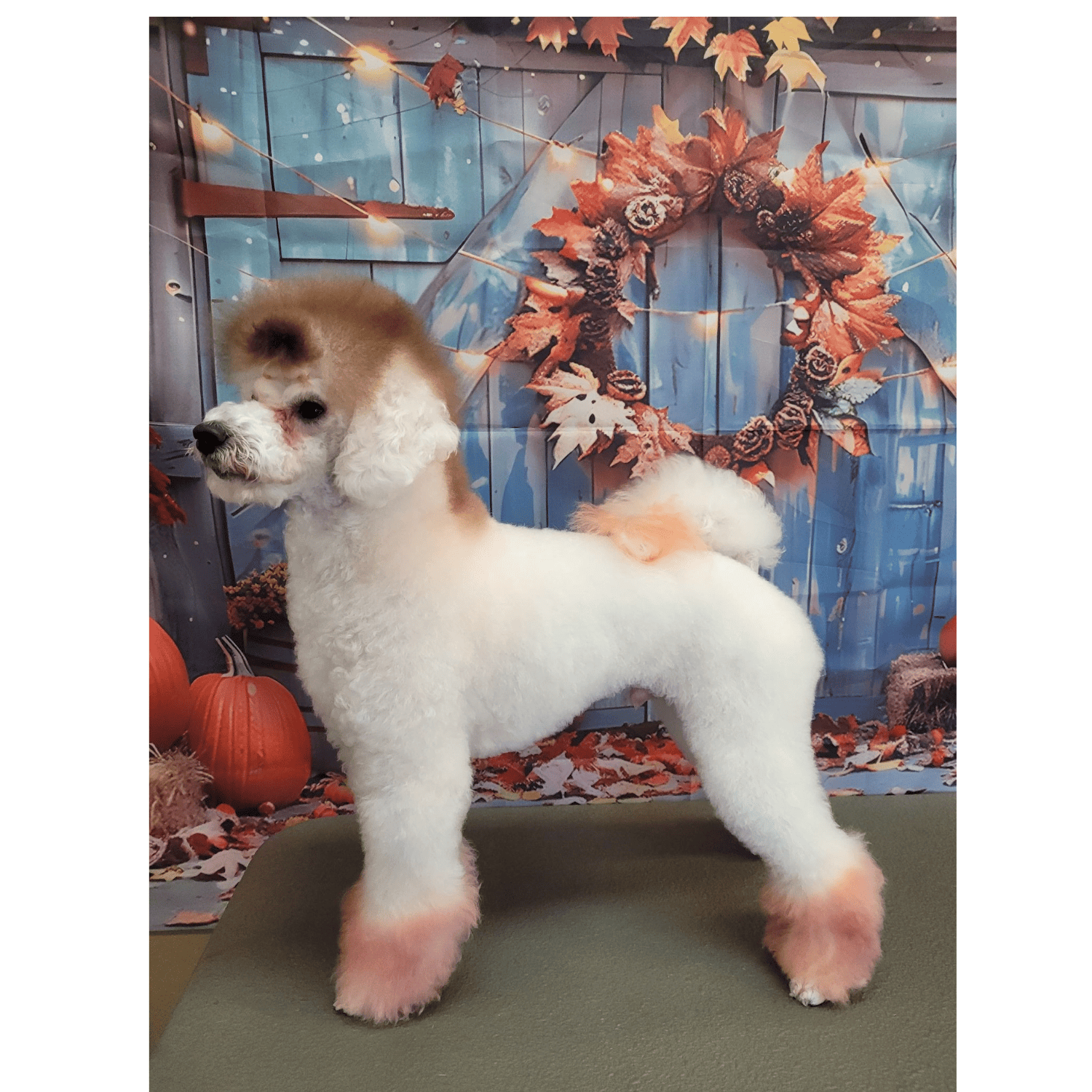 Grooming- Denny (1)
