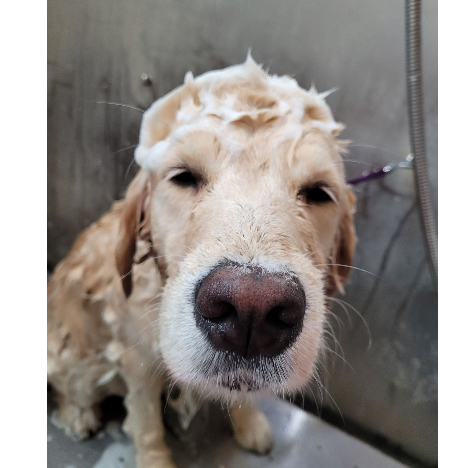 Grooming- Golden in the tub
