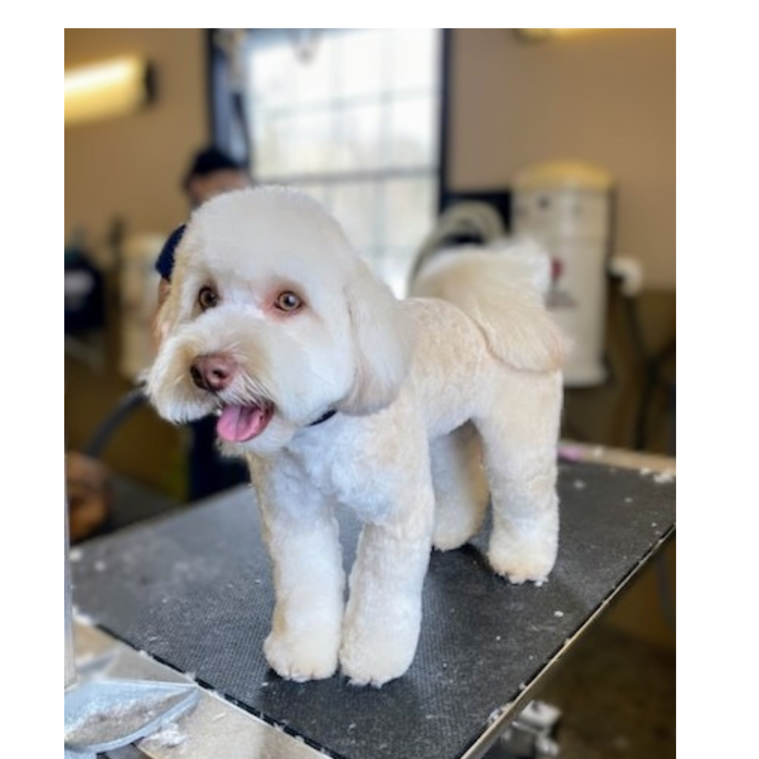 Grooming- Mo