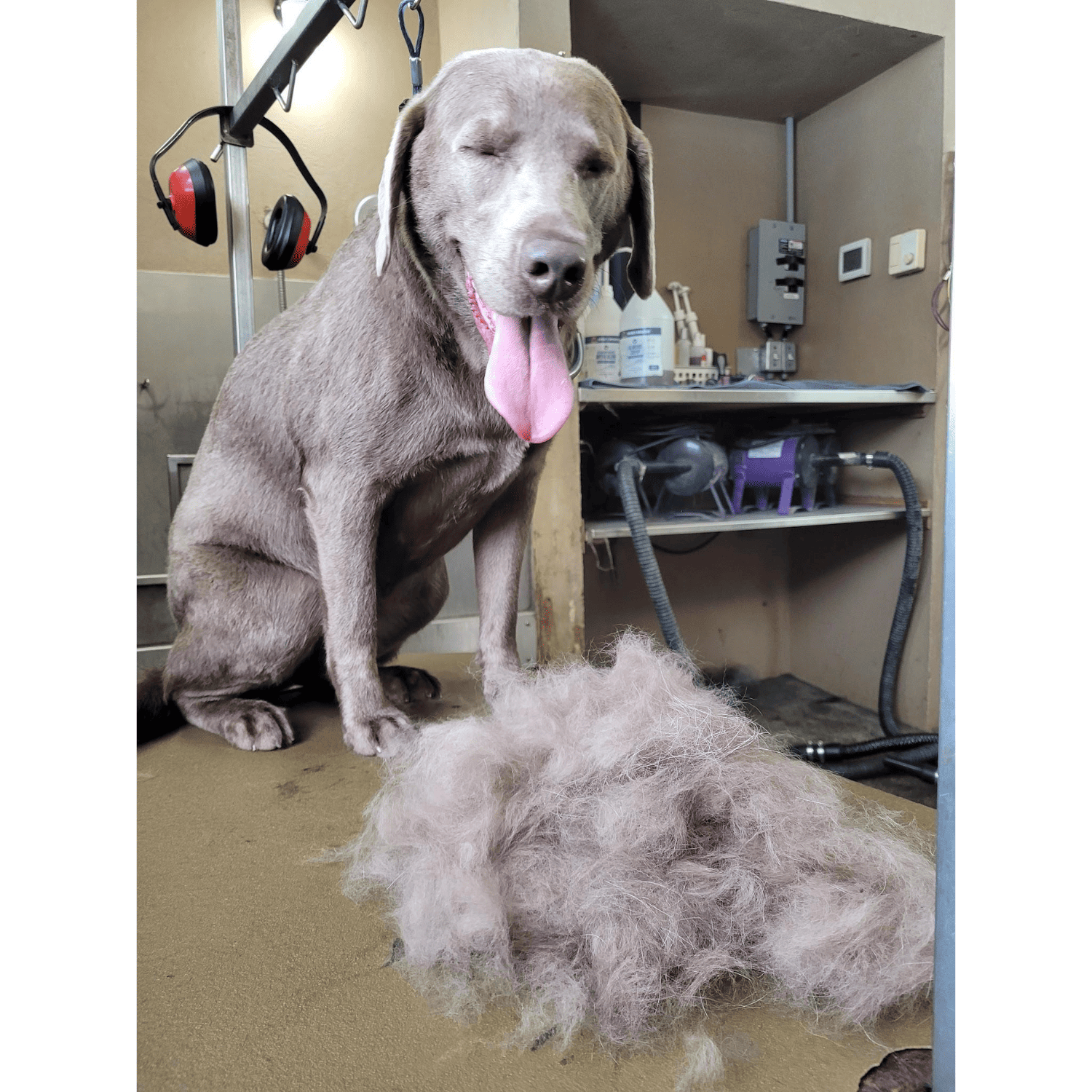 Grooming- SHEDDING (1)