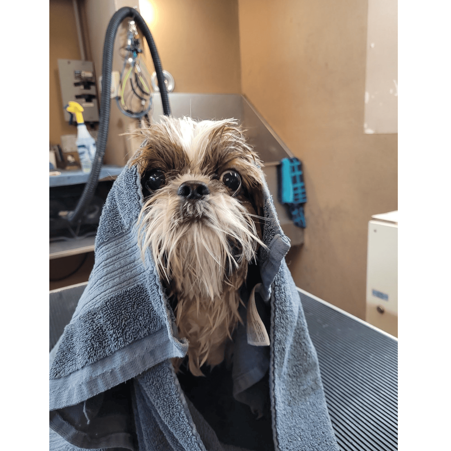 Grooming- Zeus Post Bath (1)