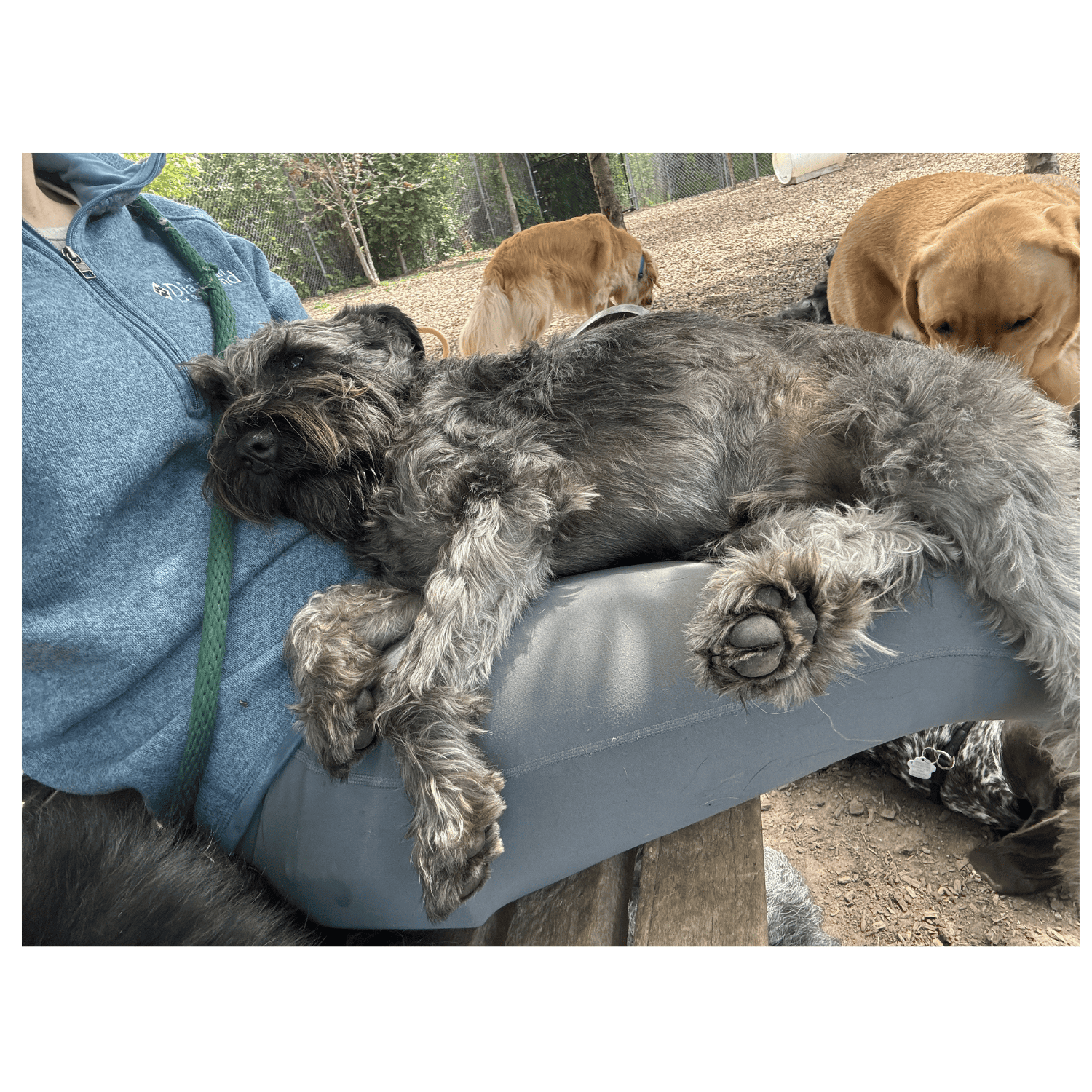 Obi in lap (1)