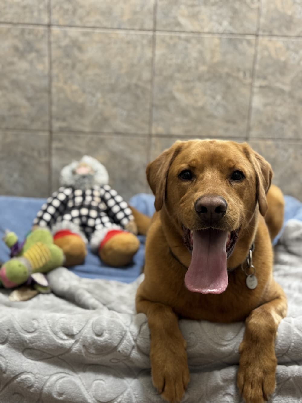 A dog centers the photo. He is lying on a bed covered in blankets with a plushie monkey behind him to the left.